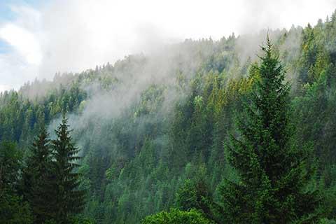 Kamaraj division retrieves 800 kanals of forest land in north Kashmir